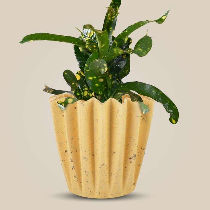 P-Croton-Gold-Dust-13cm-WPOT5_3