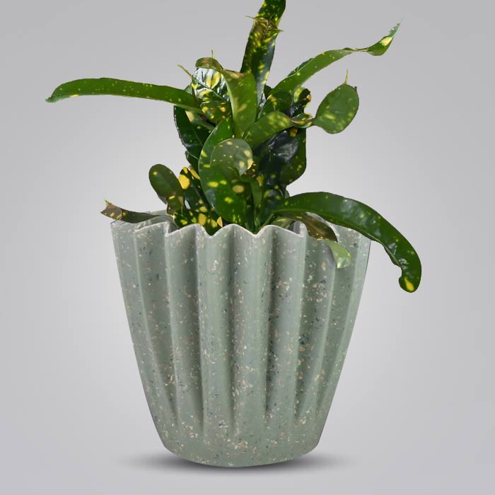 Croton Gold Dust with Sage Green Pot