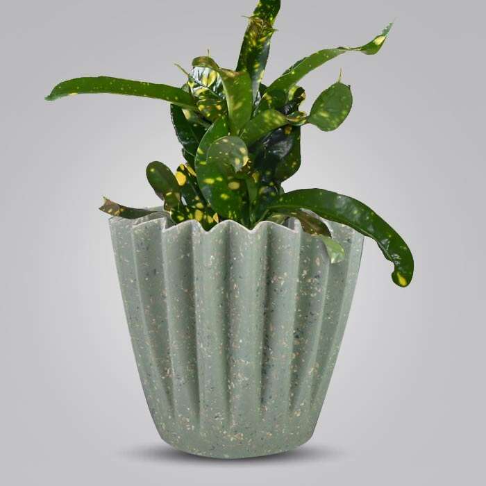 P-Croton-Gold-Dust-13cm-WPOT6_2