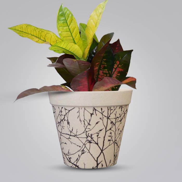 Croton Icetone Houseplant in a 13cm Nursery Pot with Bamboo Plant Pot