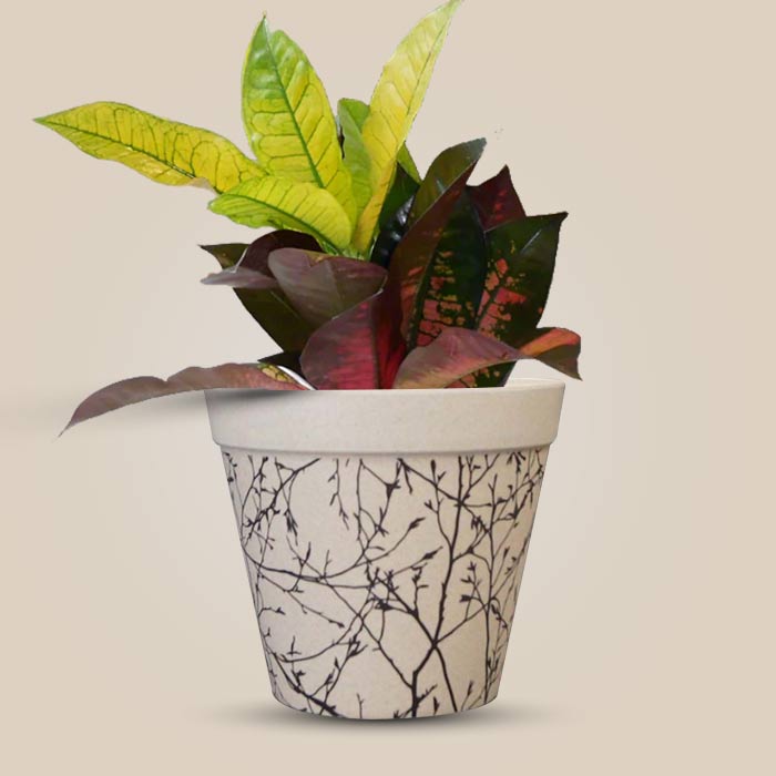 Croton Icetone Houseplant in a 13cm Nursery Pot with Bamboo Plant Pot