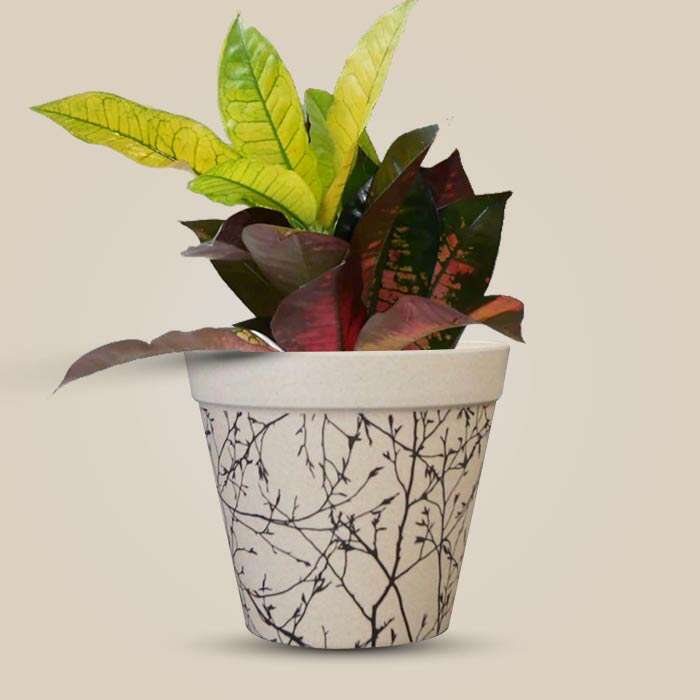 P-Croton-Icetone-13cm-WPOT1_3