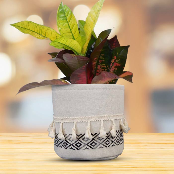 Croton Icetone House Plant in a 13cm Nursery Pot with Cotton Pot