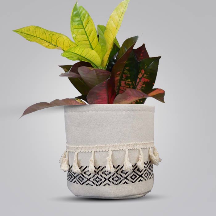 Croton Icetone House Plant in a 13cm Nursery Pot with Cotton Pot