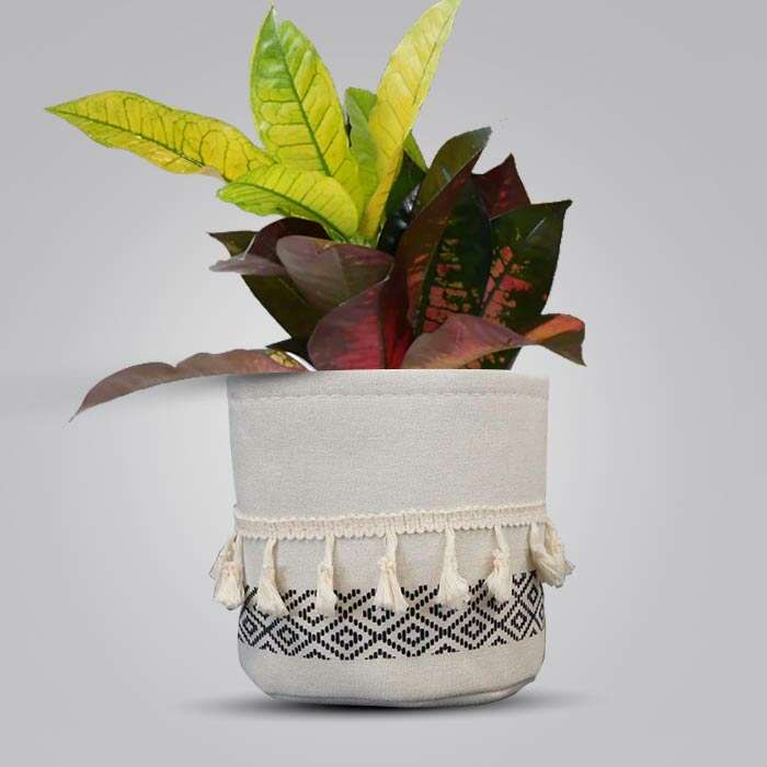 P-Croton-Icetone-13cm-WPOT2_2