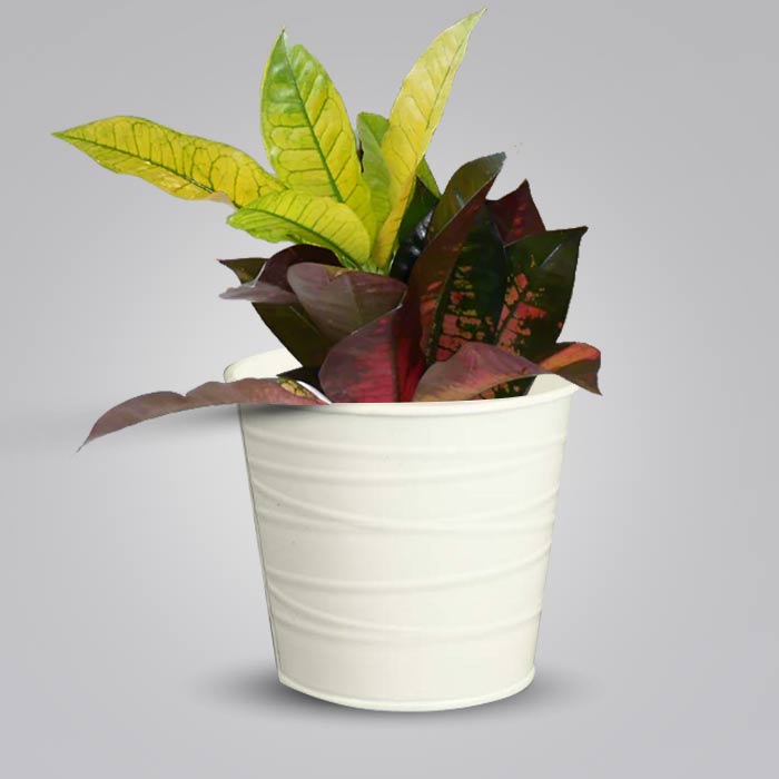 Croton Icetone Indoor Plant in a 13cm Nursery Pot with White Metal Pot