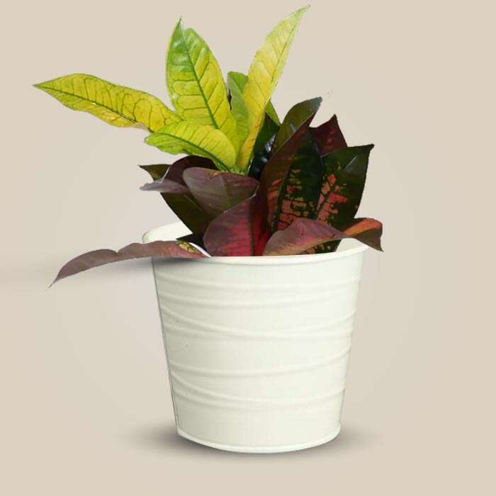 P-Croton-Icetone-13cm-WPOT3_3