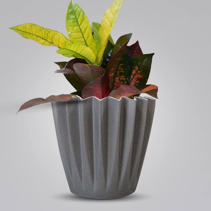 Croton Icetone Indoor Houseplant in a 13cm Nursery Pot with Grey Pot