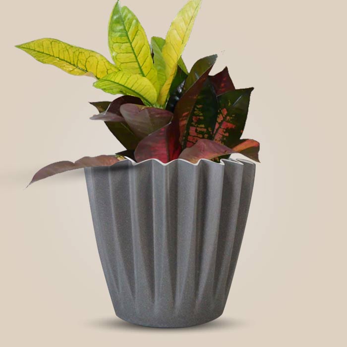 Croton Icetone Indoor Houseplant in a 13cm Nursery Pot with Grey Pot