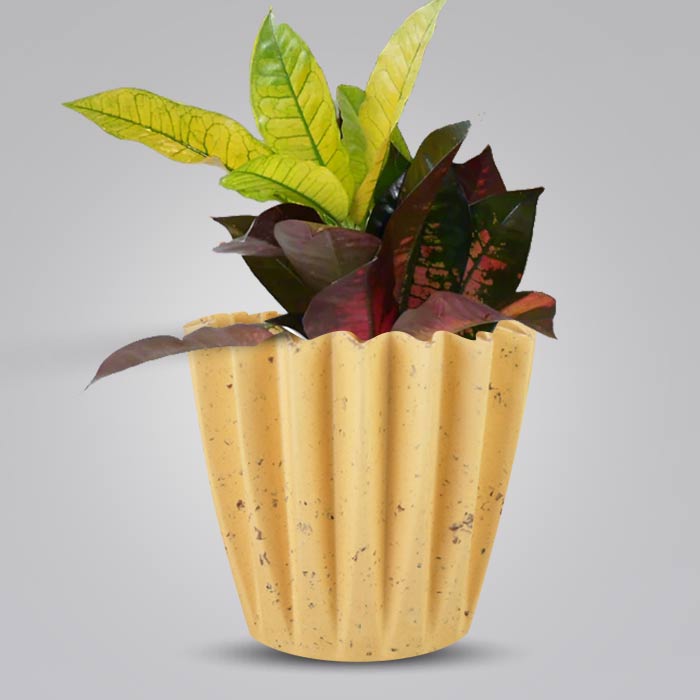 Croton Icetone Indoor House Plant in a 13cm Nursery Pot with Yellow Plant Pot