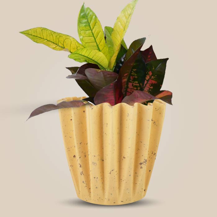 Croton Icetone Indoor House Plant in a 13cm Nursery Pot with Yellow Plant Pot