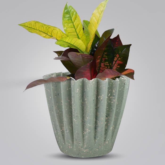 Croton Icetone Houseplant in a 13cm Nursery Pot with Sage Green Pot