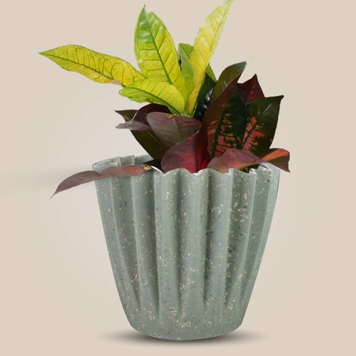 Croton Icetone Houseplant in a 13cm Nursery Pot with Sage Green Pot