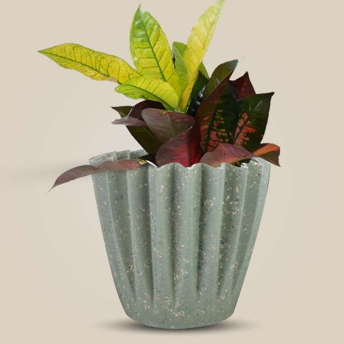 P-Croton-Icetone-13cm-WPOT6_3