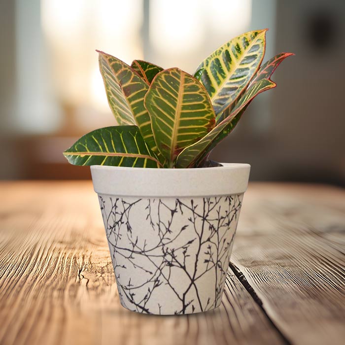 Croton Petra Houseplant in a 13cm Nursery Pot with Bamboo Plant Pot
