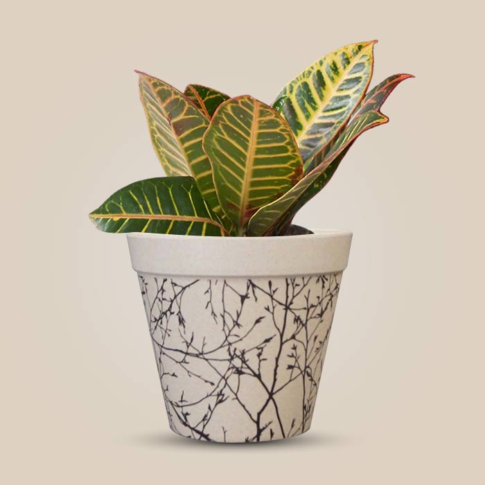 Croton Petra Houseplant in a 13cm Nursery Pot with Bamboo Plant Pot