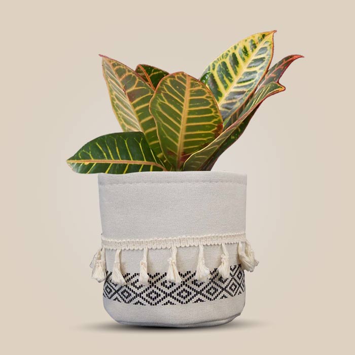 Croton Petra House Plant in a 13cm Nursery Pot with Cotton Pot