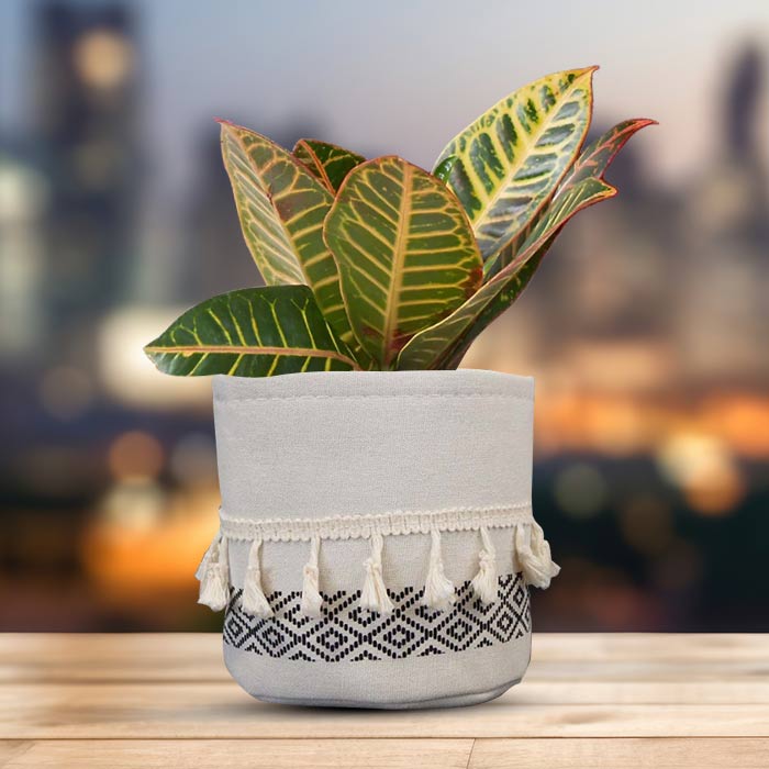 Croton Petra House Plant in a 13cm Nursery Pot with Cotton Pot