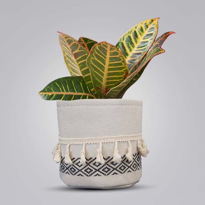 Croton Petra with Cotton Pot