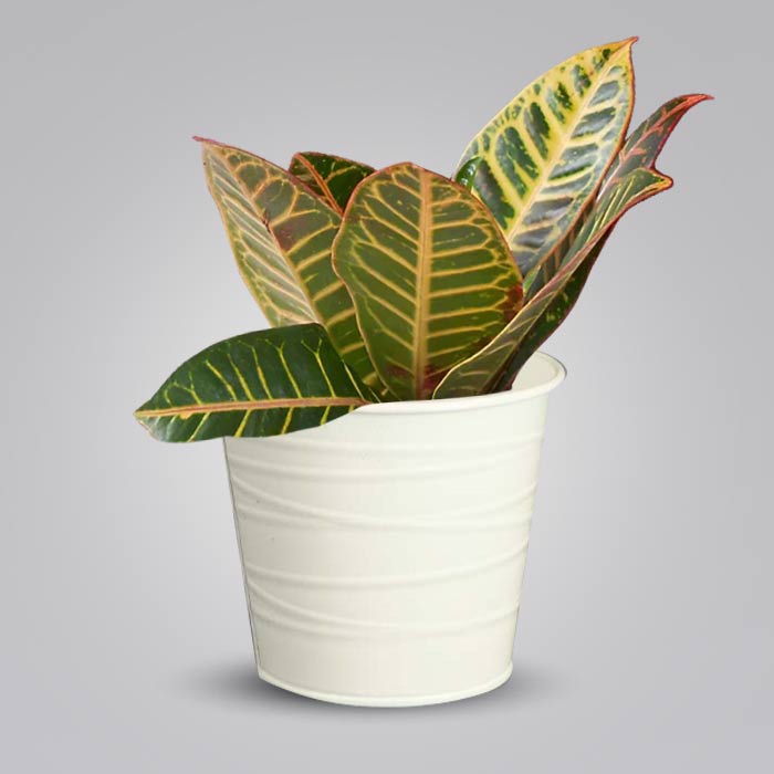 Croton Petra Indoor Plant in a 13cm Nursery Pot with White Metal Pot