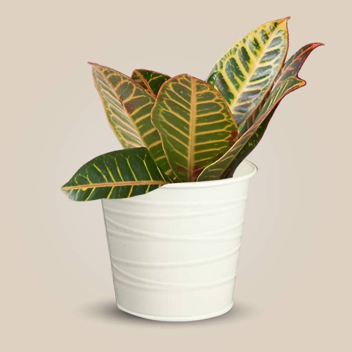 Croton Petra Indoor Plant in a 13cm Nursery Pot with White Metal Pot
