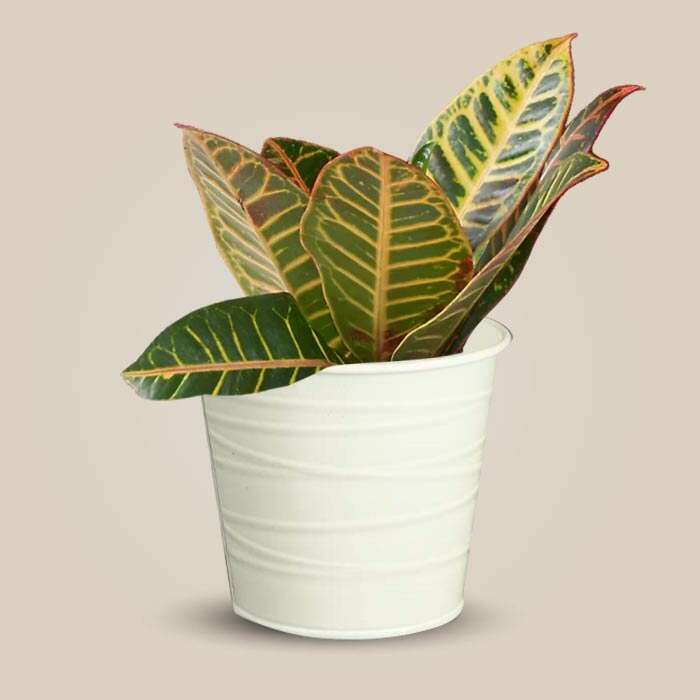 P-Croton-Petra-13cm-WPOT3_3