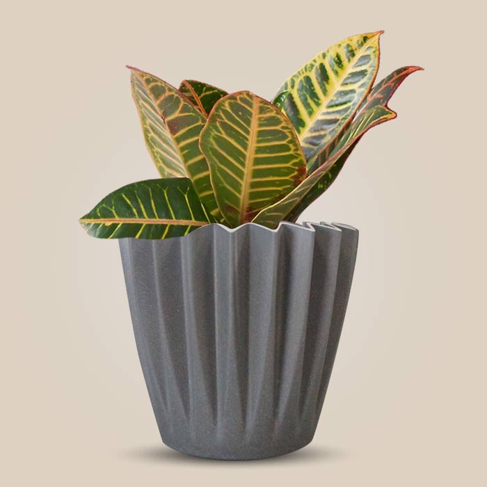 Croton Petra Indoor Houseplant in a 13cm Nursery Pot with Grey Pot