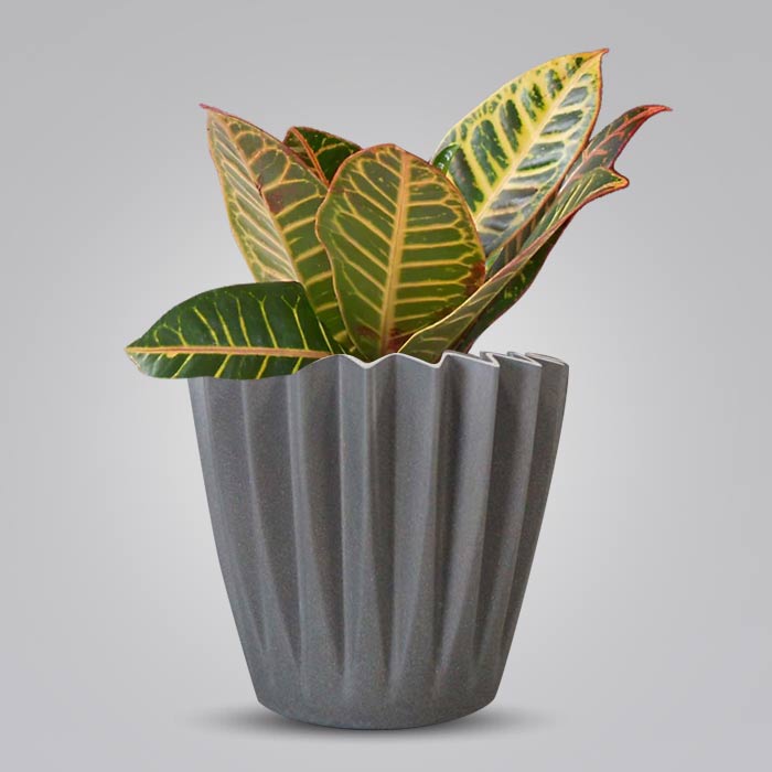 Croton Petra Indoor Houseplant in a 13cm Nursery Pot with Grey Pot