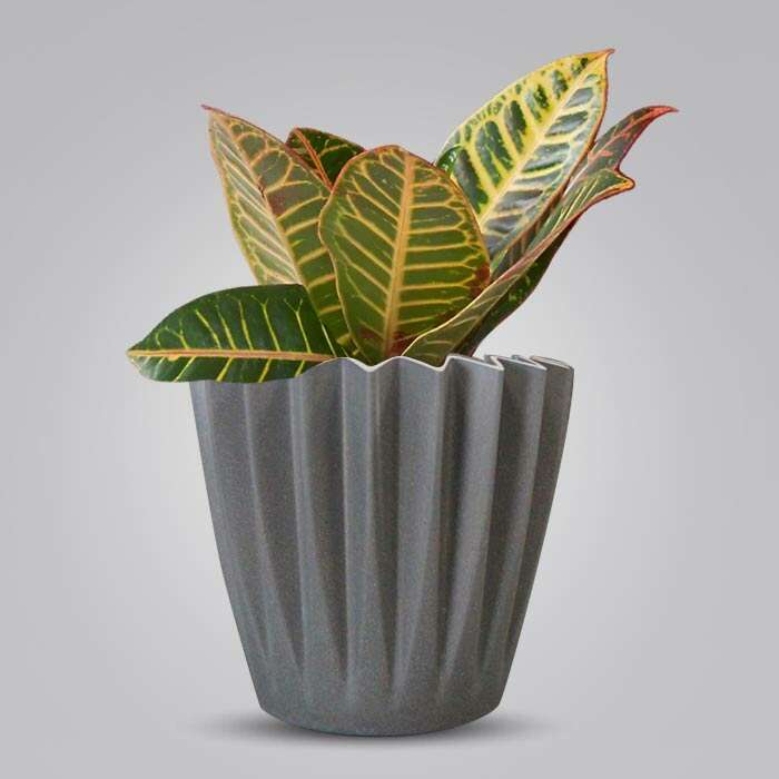 P-Croton-Petra-13cm-WPOT4_3