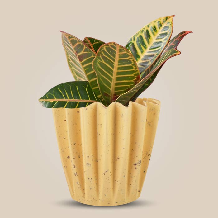 Croton Petra Indoor House Plant in a 13cm Nursery Pot with Yellow Plant Pot
