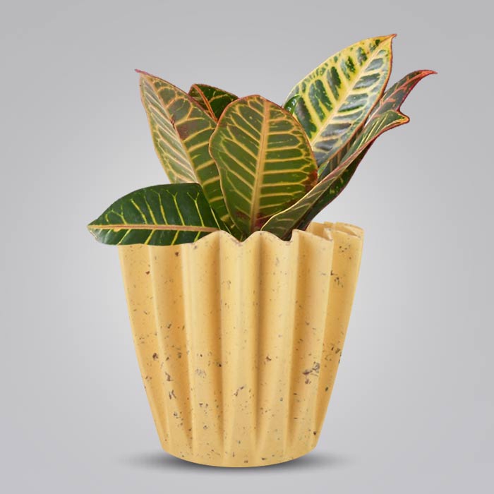 Croton Petra Indoor House Plant in a 13cm Nursery Pot with Yellow Plant Pot