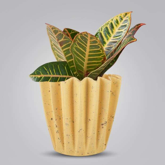 P-Croton-Petra-13cm-WPOT5_3