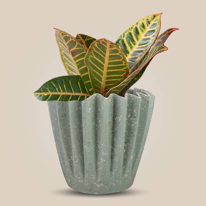 Croton Petra Houseplant in a 13cm Nursery Pot with Sage Green Pot