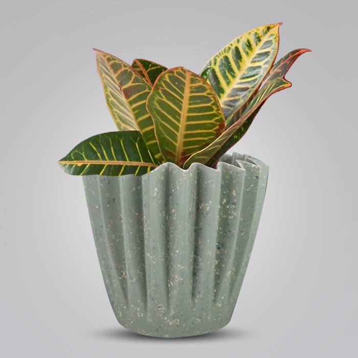 Croton Petra Houseplant in a 13cm Nursery Pot with Sage Green Pot