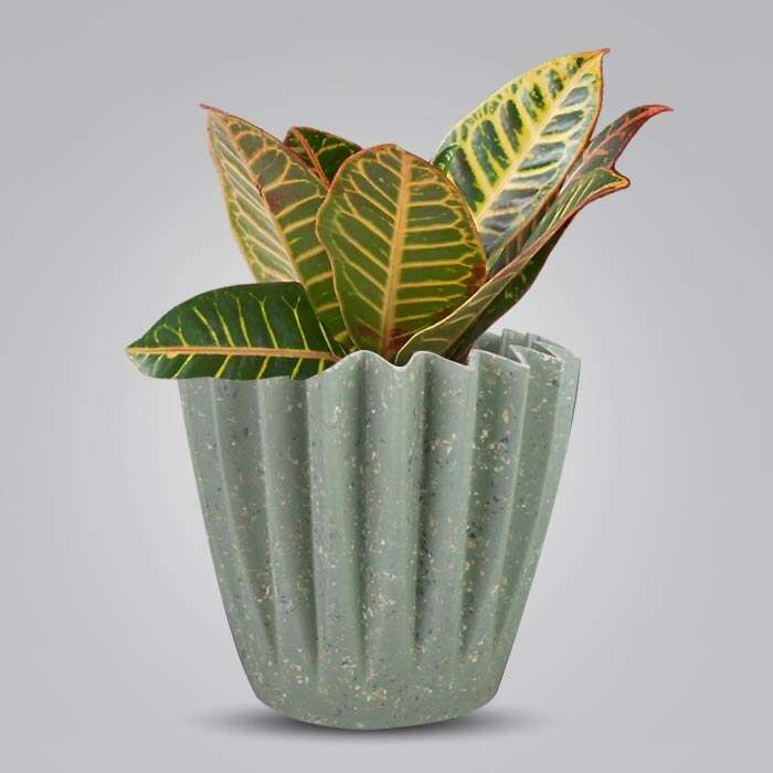 P-Croton-Petra-13cm-WPOT6_3