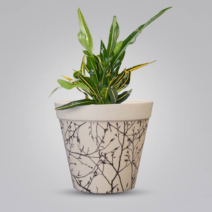 Croton Yellow Banana with Bamboo Plant Pot
