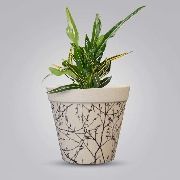 P-Croton-Yellow-Banana-13cm-WPOT1_3
