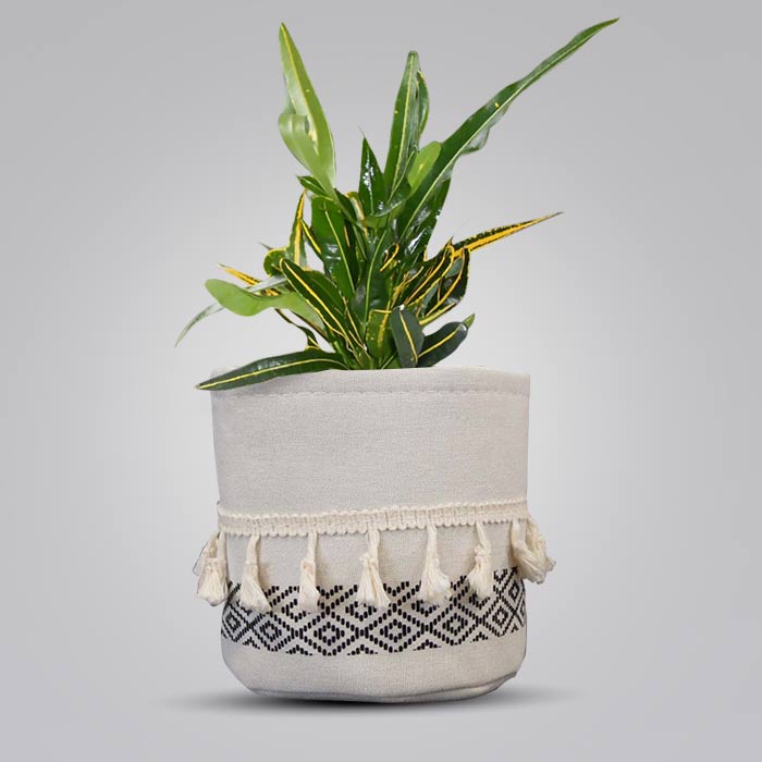 Croton Yellow Banana with Cotton Pot