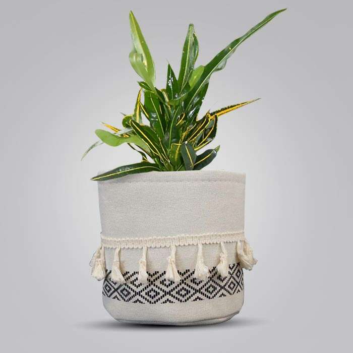 P-Croton-Yellow-Banana-13cm-WPOT2_3