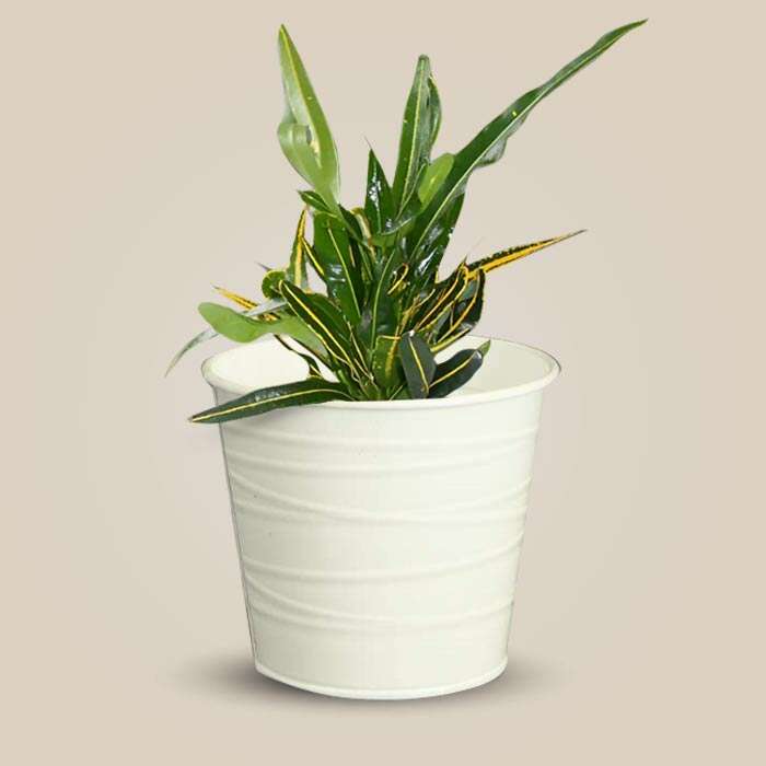 P-Croton-Yellow-Banana-13cm-WPOT3_3