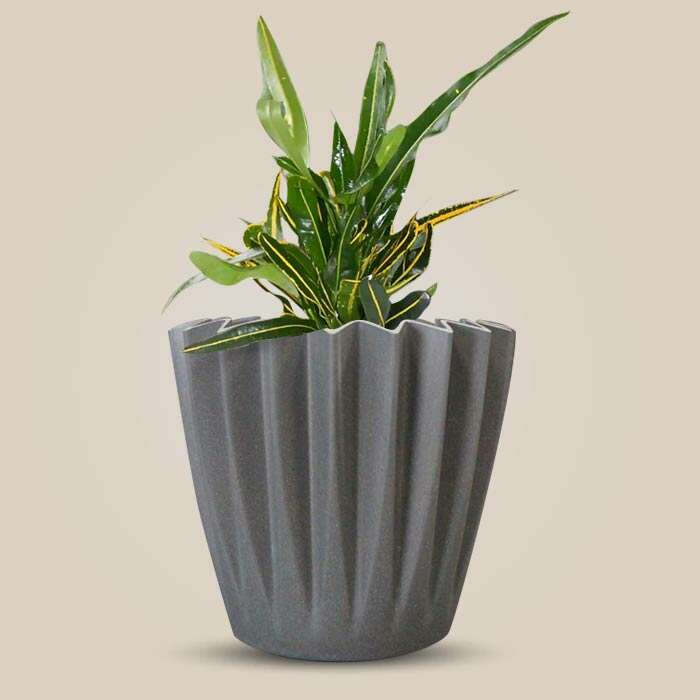 P-Croton-Yellow-Banana-13cm-WPOT4_3