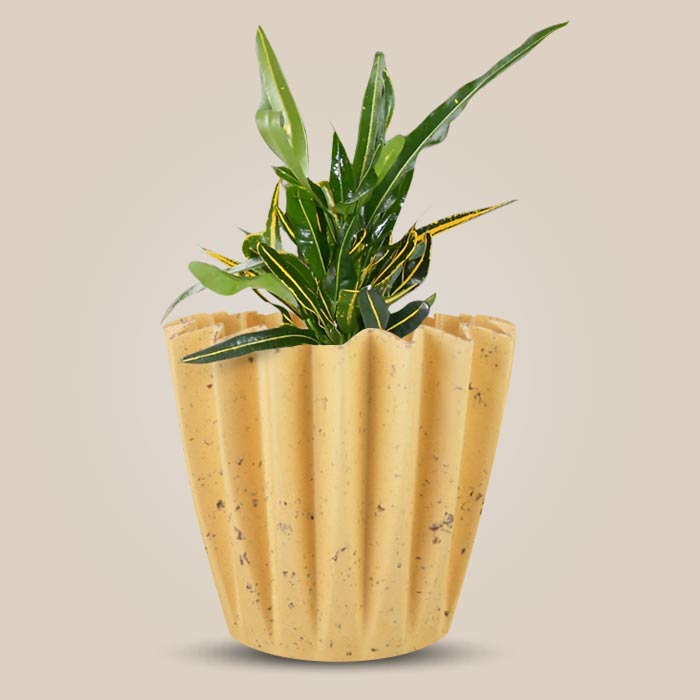 Croton Yellow Banana with Yellow Plant Pot