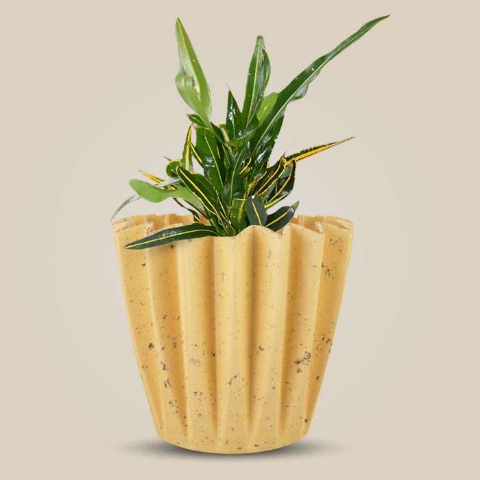 P-Croton-Yellow-Banana-13cm-WPOT5_3