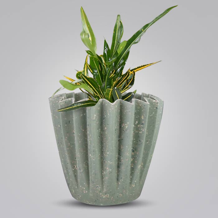 Croton Yellow Banana with Sage Green Pot
