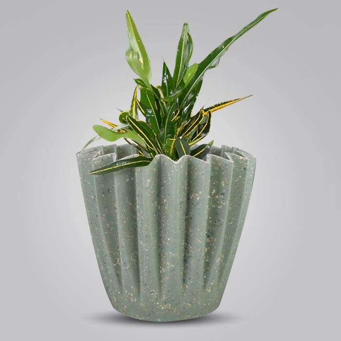 P-Croton-Yellow-Banana-13cm-WPOT6_3