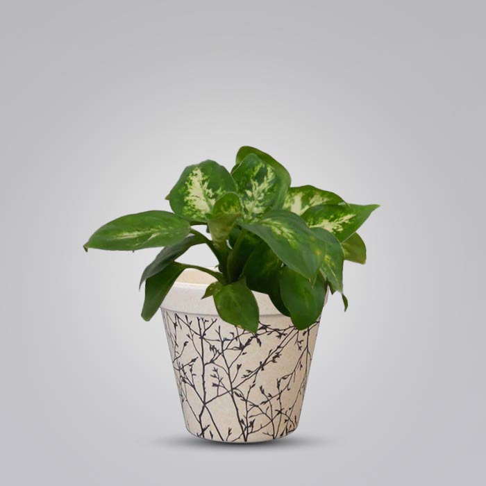 Dieffenbachia Compacta Houseplant in a 9cm Nursery Pot with Bamboo Plant Pot