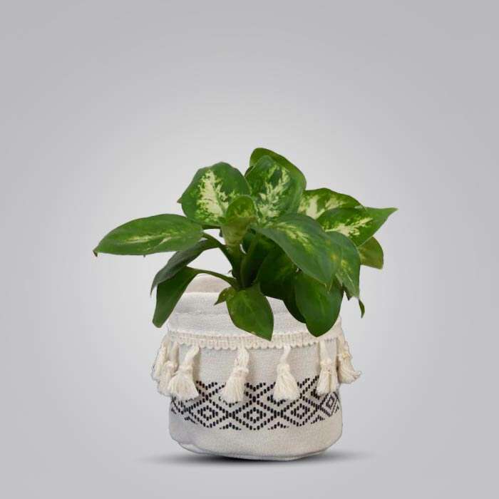 P-Dieffenbachia-Compacta-9cm-WPOT2_3