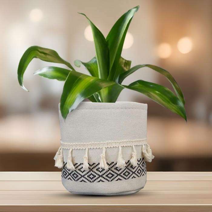 P-Dracaena-Massengeana-13cm-WPOT2_2