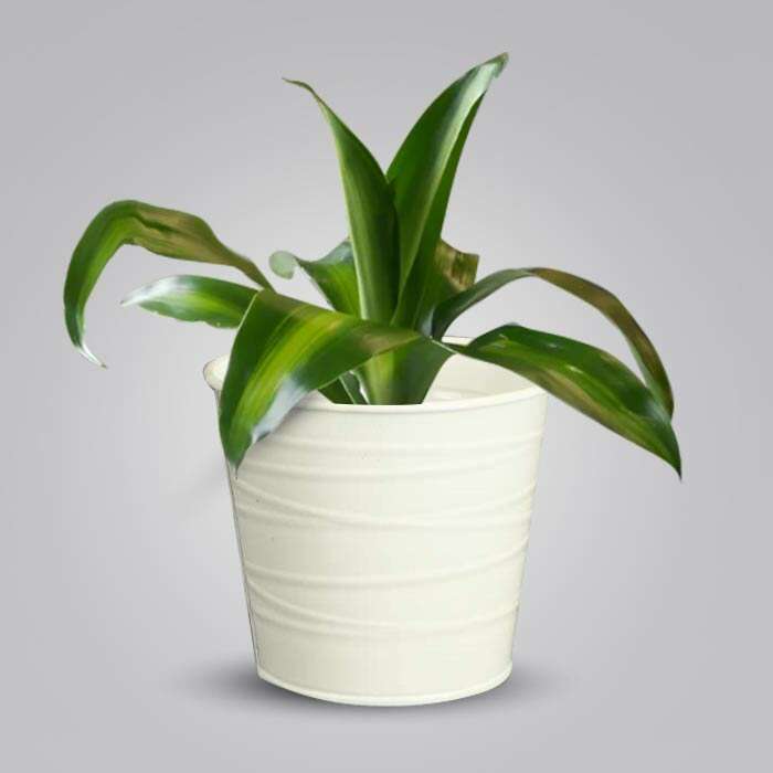 P-Dracaena-Massengeana-13cm-WPOT3_2