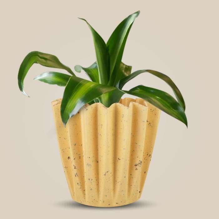 P-Dracaena-Massengeana-13cm-WPOT5_2